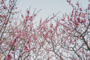 写真作品
