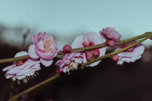 写真作品