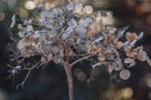 写真作品
