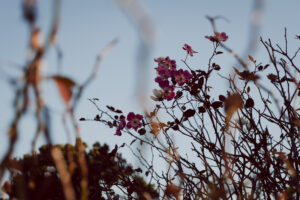 写真作品