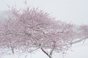 写真作品