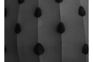 写真作品