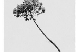 写真作品