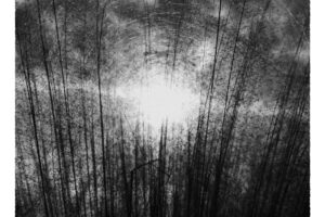 写真作品