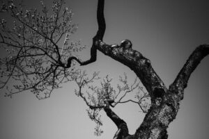 写真作品