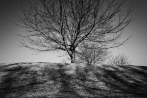写真作品