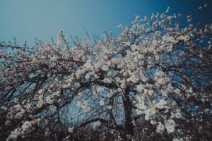 写真作品