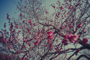 写真作品