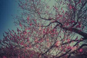 写真作品