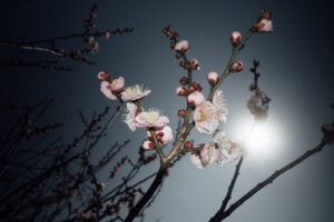 写真作品
