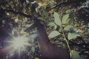 写真作品