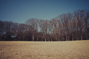 写真作品