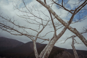 写真作品