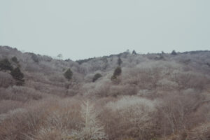写真作品
