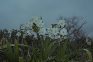 写真作品
