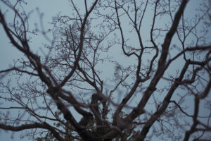 写真作品
