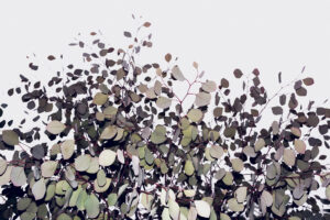 写真作品