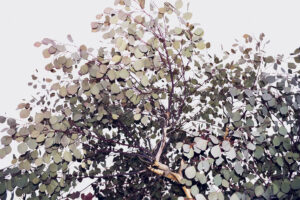 写真作品