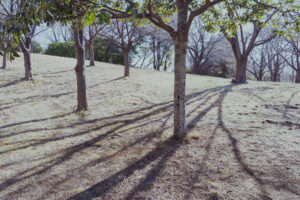 写真作品