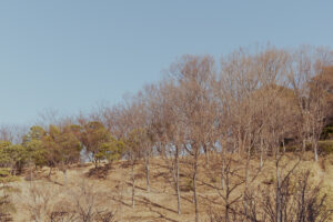 写真作品