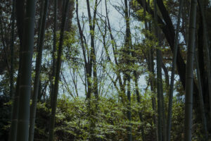 写真作品