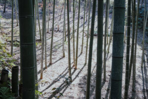写真作品