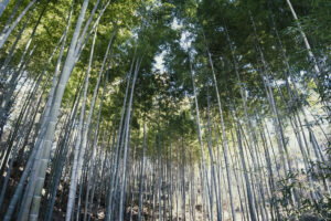 写真作品
