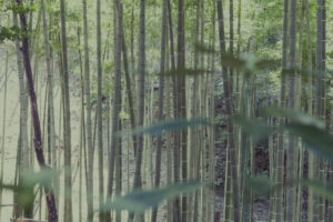写真作品
