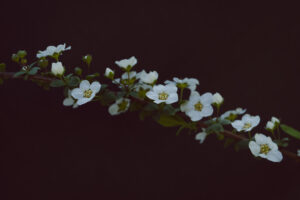 写真作品