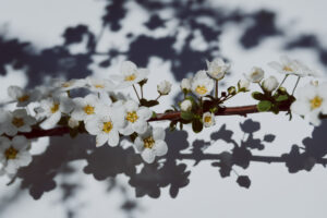 写真作品