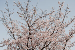 写真作品