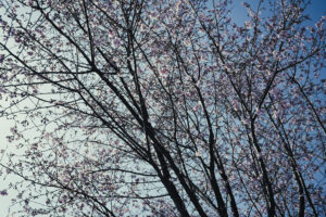 写真作品