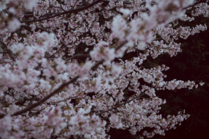写真作品
