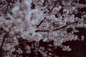 写真作品
