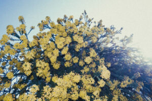 写真作品
