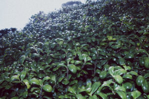 写真作品