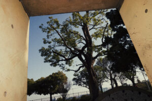 写真作品
