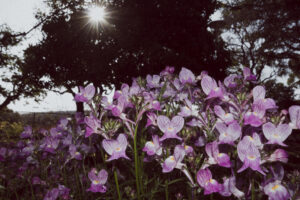 写真作品