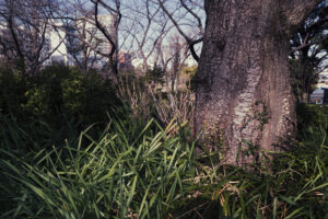 写真作品