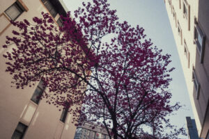 写真作品