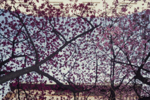 写真作品