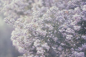 写真作品