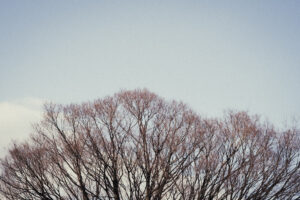 写真作品