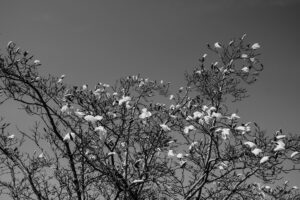 写真作品