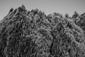 写真作品