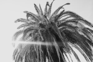 写真作品