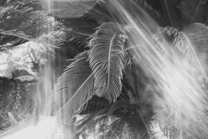 写真作品