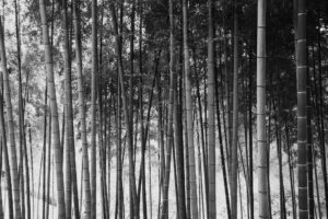 写真作品