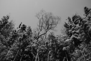 写真作品