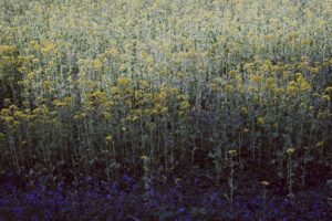写真作品